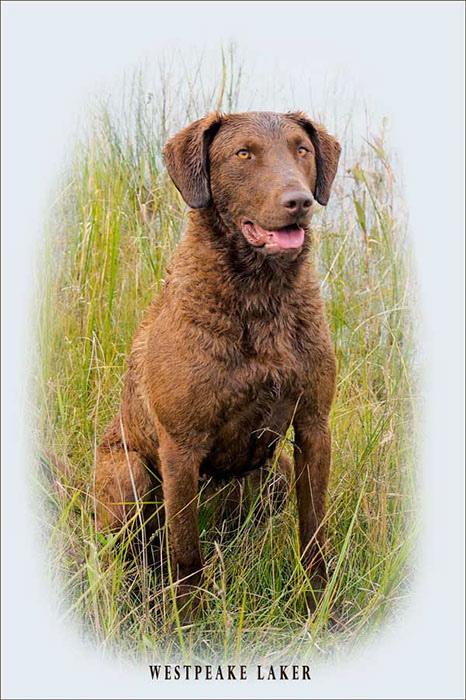 %_tempFileNameLaker%20portrait%