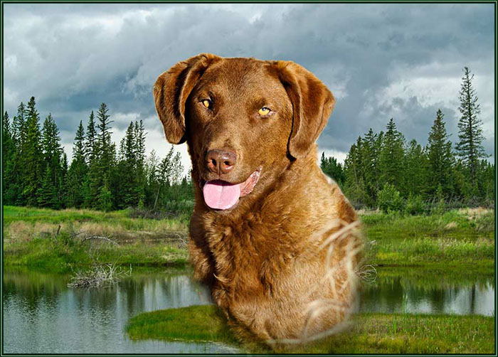 %_tempFileNameLaker_collage-1%