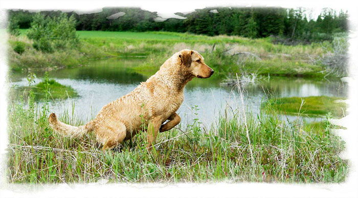 %_tempFileNameWinnie-training-in-water%