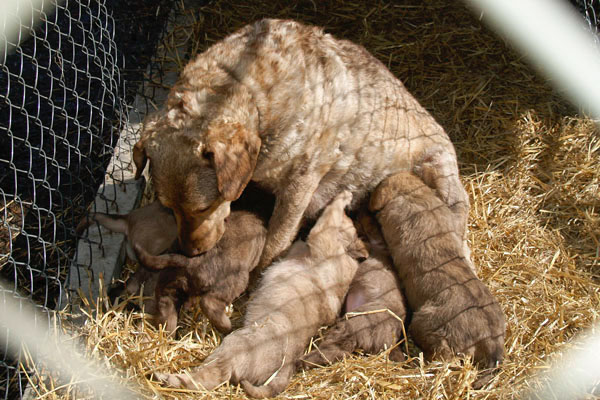 %_tempFileNamePups-4wks-29%