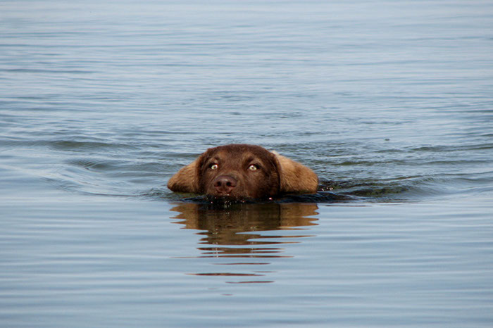 %_tempFileNameRiley%20pups-13%