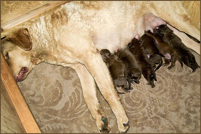 %_tempFileNameWinnie_pups-4days-3%